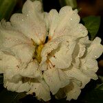 Rhododendron taliense Flower