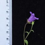 Campanula pallida Sonstige