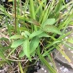 Inula salicina Leaf