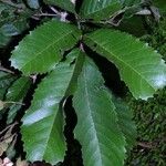 Cupania cinerea Leaf