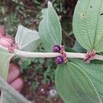 Miconia sericea Plod