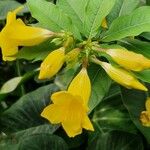 Allamanda schottii Flower