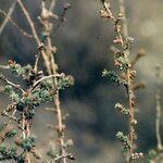 Atriplex glauca Foglia