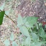 Morus celtidifolia List