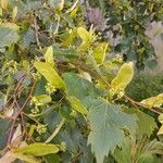 Tilia mongolica 葉