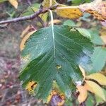 Sorbus intermedia Leaf