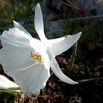 Narcissus cantabricus Flor