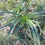 Eryngium horridum Leaf