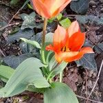 Tulipa praestans Habit
