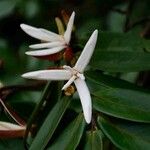 Xylopia aromatica Kvet