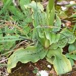 Orchis italica Blad