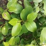 Griselinia littoralisLehti