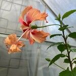 Hibiscus rosa-sinensisLorea