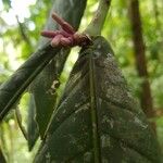 Faramea permagnifolia Flower