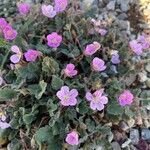 Erodium corsicum Çiçek