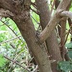 Rhododendron luteum Rinde