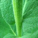 Verbascum phlomoides Coajă
