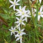 Ornithogalum divergens花