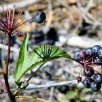 Aralia hispida 葉