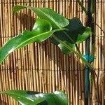 Philodendron mexicanum Feuille