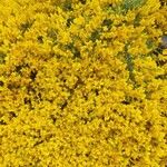 Genista lydia Lorea