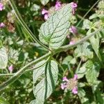 Clinopodium vulgare Hoja