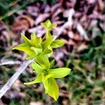 Rhamnus cathartica Lapas