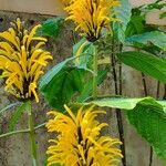 Justicia aurea Flor