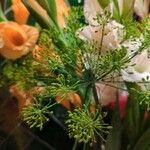 Angelica archangelica 花