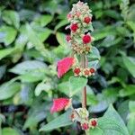 Kohleria spicata Flower