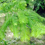 Metasequoia glyptostroboides ഇല