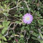 Delosperma lavisiae Кветка