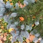 Picea pungens ᱥᱟᱠᱟᱢ