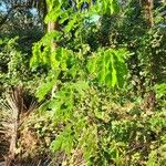 Albizia lebbeck Blad