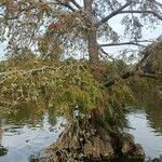 Taxodium distichumLeaf