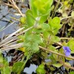 Bacopa caroliniana ഇല