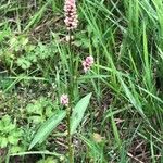 Persicaria maculosaFlower