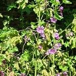 Malva sylvestrisFlower