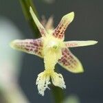 Dendrobium comatum Blüte