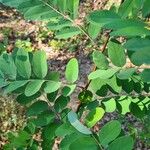 Robinia pseudoacaciaList