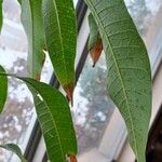 Mangifera indica Leaf