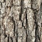 Quercus macrocarpa Bark