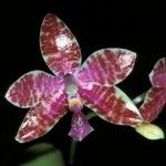 Phalaenopsis lueddemanniana