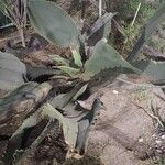 Agave salmiana Habit