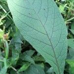 Solanum microdontum