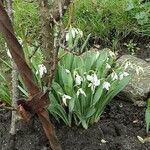 Galanthus elwesii Libunga