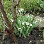 Galanthus elwesii Tervik taim