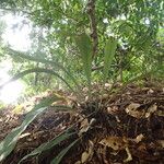 Asplenium subintegrum Лист