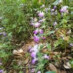 Collinsia concolorŽiedas