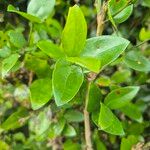 Strychnos henningsii Blatt